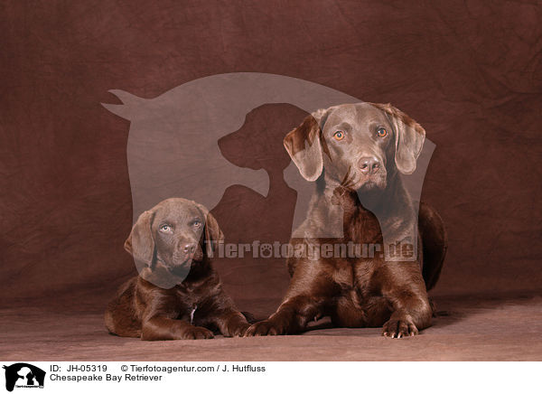 Chesapeake Bay Retriever / Chesapeake Bay Retriever / JH-05319