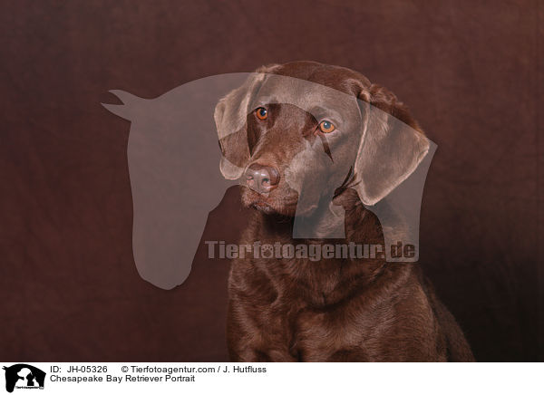 Chesapeake Bay Retriever Portrait / Chesapeake Bay Retriever Portrait / JH-05326