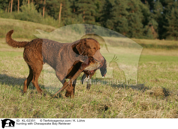 Chesapeake Bay Retriever bei der Jagd / hunting with Chesapeake Bay Retriever / KL-02351