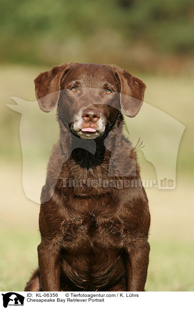 Chesapeake Bay Retriever Portrait / Chesapeake Bay Retriever Portrait / KL-06356