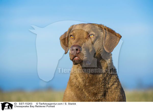 Chesapeake Bay Retriever Portrait / Chesapeake Bay Retriever Portrait / SST-15263