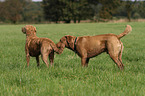 2 Chesapeake Bay Retriever