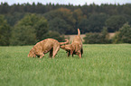 2 Chesapeake Bay Retriever