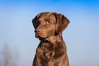 Chesapeake Bay Retriever Portrait