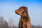 Chesapeake Bay Retriever Portrait