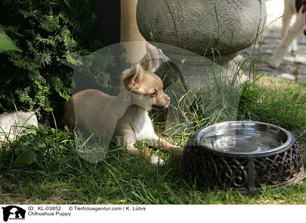 Chihuahua Welpe / Chihuahua Puppy / KL-03852