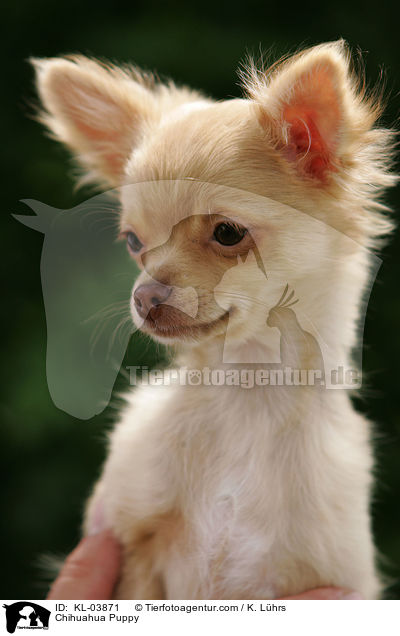 Chihuahua Welpe / Chihuahua Puppy / KL-03871