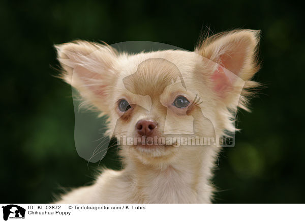 Chihuahua Welpe / Chihuahua Puppy / KL-03872