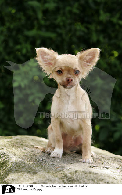 Chihuahua Welpe / Chihuahua Puppy / KL-03873