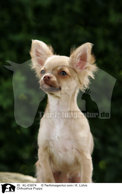 Chihuahua Welpe / Chihuahua Puppy / KL-03874