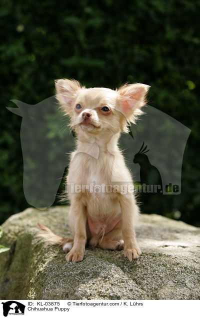 Chihuahua Welpe / Chihuahua Puppy / KL-03875