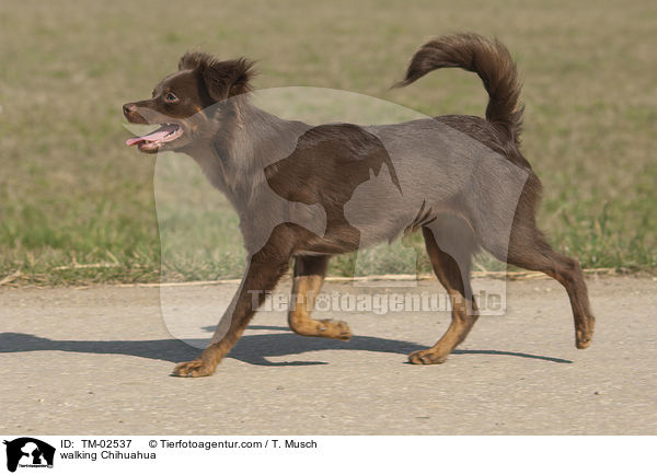 laufender Chihuahua / walking Chihuahua / TM-02537