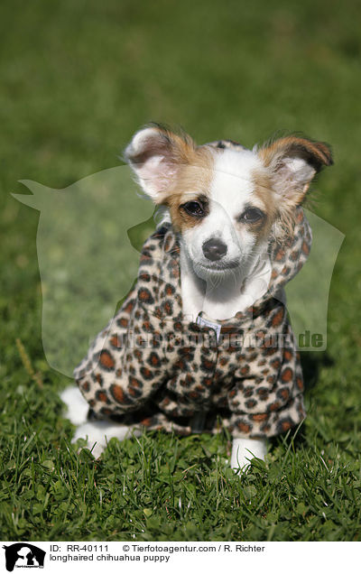 Langhaarchihuahua Welpe / longhaired chihuahua puppy / RR-40111