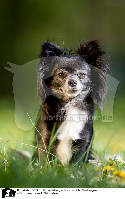 sitzender Langhaarchihuahua / sitting longhaired Chihuahua / AM-03933