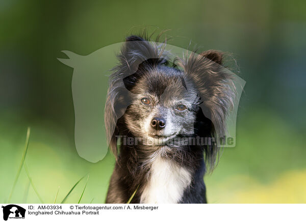 Langhaarchihuahua Portrait / longhaired Chihuahua Portrait / AM-03934