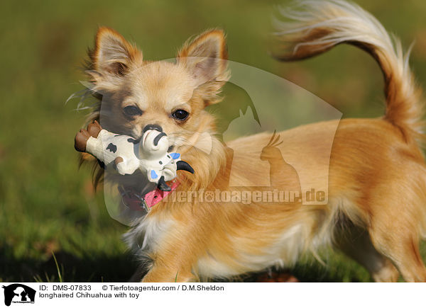 Langhaarchihuahua mit Spielzeug / longhaired Chihuahua with toy / DMS-07833