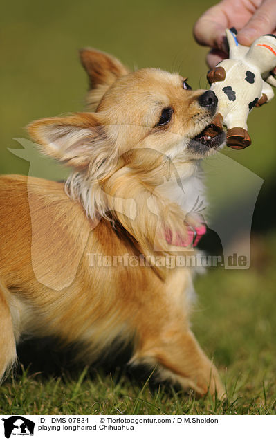 spielender Langhaarchihuahua / playing longhaired Chihuahua / DMS-07834