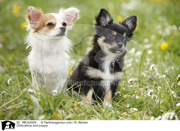 Chihuahua und Welpe / Chihuahua and puppy / RR-52009