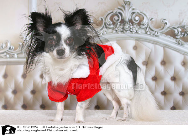 stehender Langhaarchihuahua mit Mantel / standing longhaired Chihuahua with coat / SS-31224