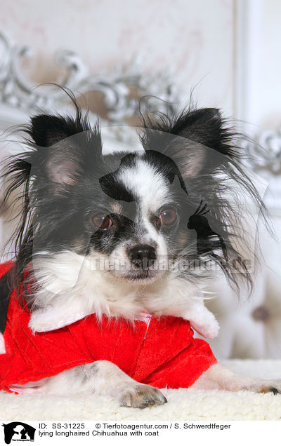 liegender Langhaarchihuahua mit Mantel / lying longhaired Chihuahua with coat / SS-31225