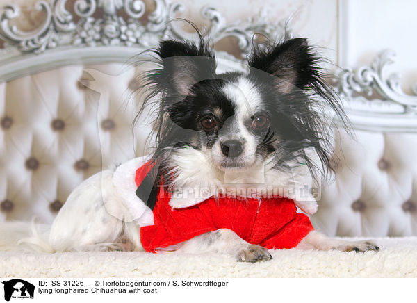 liegender Langhaarchihuahua mit Mantel / lying longhaired Chihuahua with coat / SS-31226