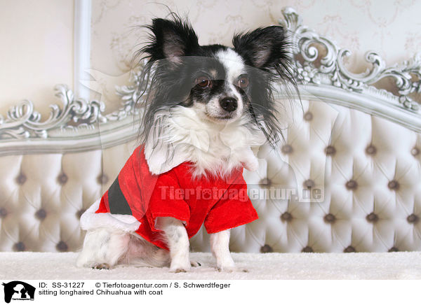 sitzender Langhaarchihuahua mit Mantel / sitting longhaired Chihuahua with coat / SS-31227