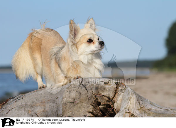 Langhaarchihuahua verbeugt sich / longhaired Chihuahua shows trick / IF-10674