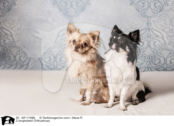 2 Langhaarchihuahuas / 2 longhaired Chihuahuas / AP-11986