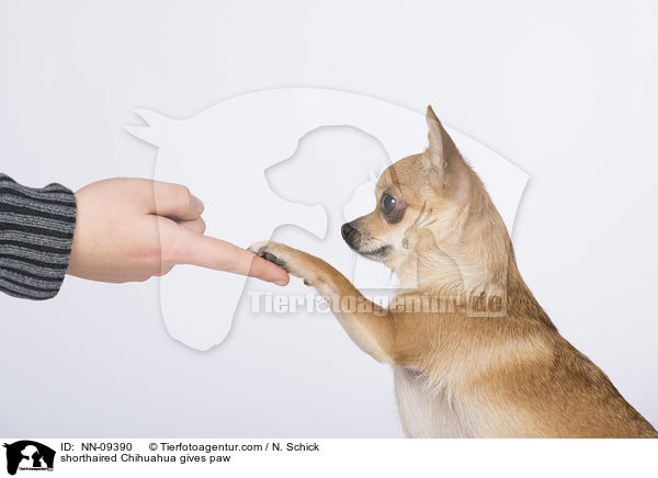 Kurzhaarchihuahua gibt Pftchen / shorthaired Chihuahua gives paw / NN-09390