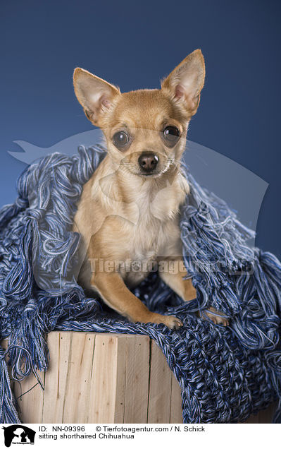 sitzender Kurzhaarchihuahua / sitting shorthaired Chihuahua / NN-09396