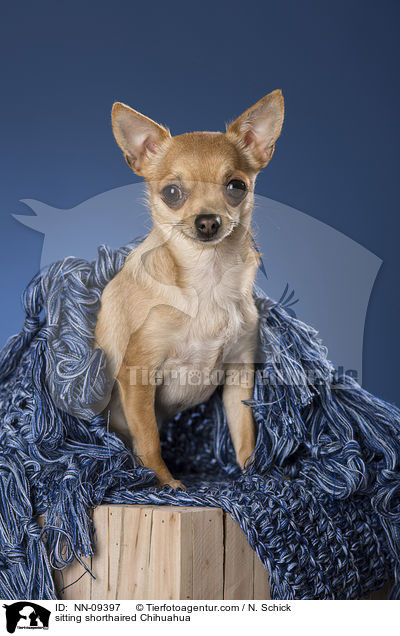 sitzender Kurzhaarchihuahua / sitting shorthaired Chihuahua / NN-09397
