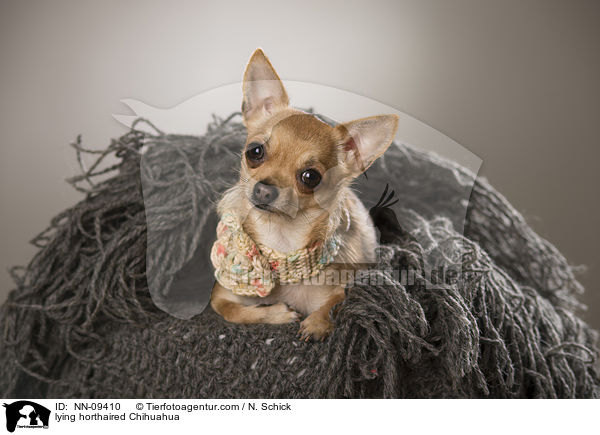 liegender Kurzhaarchihuahua / lying horthaired Chihuahua / NN-09410