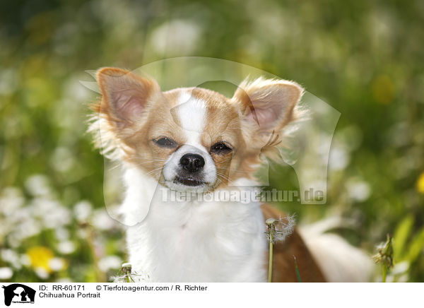 Chihuahua Portrait / Chihuahua Portrait / RR-60171