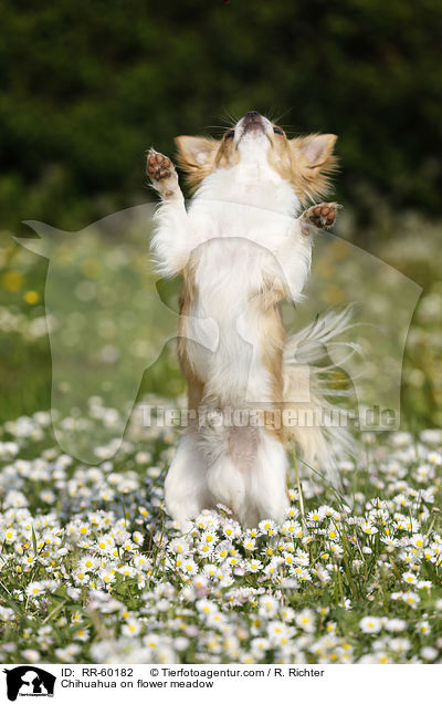 Chihuahua auf Blumenwiese / Chihuahua on flower meadow / RR-60182