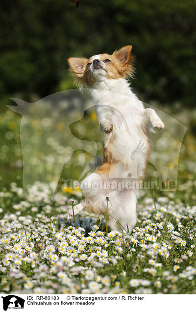 Chihuahua auf Blumenwiese / Chihuahua on flower meadow / RR-60183