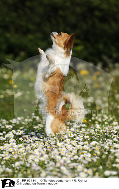 Chihuahua auf Blumenwiese / Chihuahua on flower meadow / RR-60184