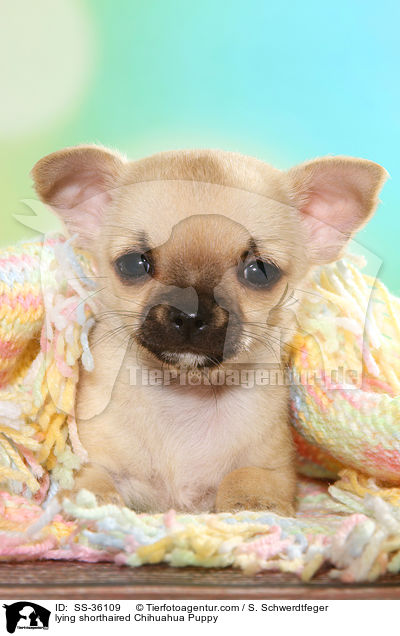 liegender Kurzhaarchihuahua Welpe / lying shorthaired Chihuahua Puppy / SS-36109