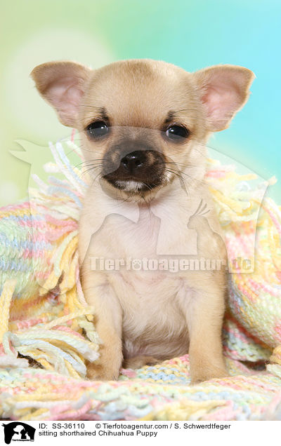 sitzender Kurzhaarchihuahua Welpe / sitting shorthaired Chihuahua Puppy / SS-36110