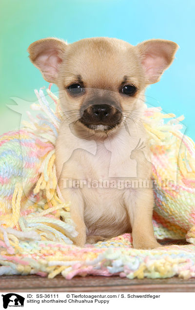 sitzender Kurzhaarchihuahua Welpe / sitting shorthaired Chihuahua Puppy / SS-36111