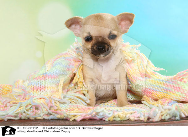 sitzender Kurzhaarchihuahua Welpe / sitting shorthaired Chihuahua Puppy / SS-36112