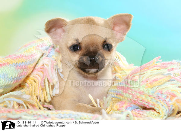 ser Kurzhaarchihuahua Welpe / cute shorthaired Chihuahua Puppy / SS-36114