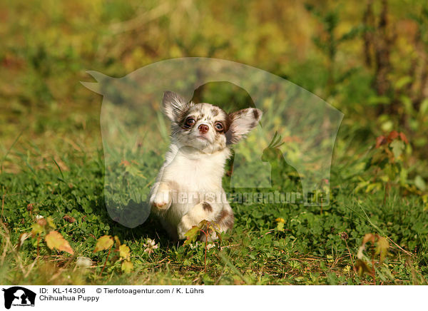 Chihuahua Welpe / Chihuahua Puppy / KL-14306