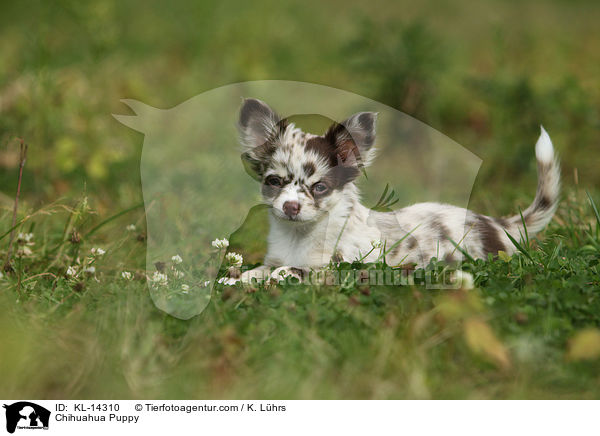 Chihuahua Welpe / Chihuahua Puppy / KL-14310