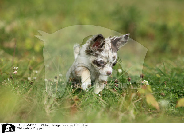 Chihuahua Welpe / Chihuahua Puppy / KL-14311