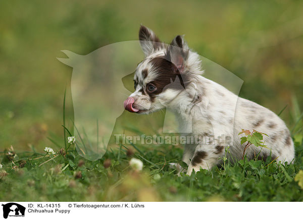 Chihuahua Welpe / Chihuahua Puppy / KL-14315