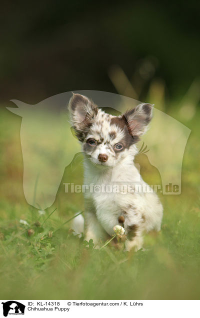 Chihuahua Welpe / Chihuahua Puppy / KL-14318