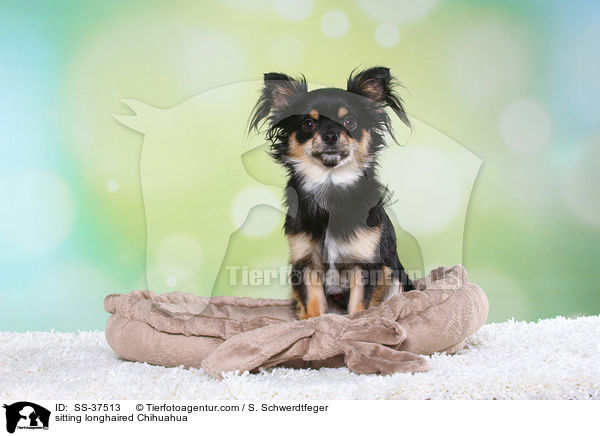 sitting longhaired Chihuahua / SS-37513