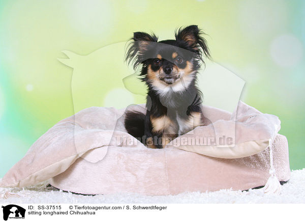 sitting longhaired Chihuahua / SS-37515