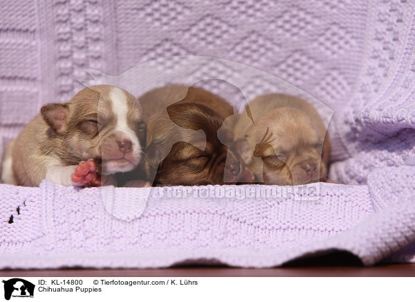 Chihuahua Welpen / Chihuahua Puppies / KL-14800