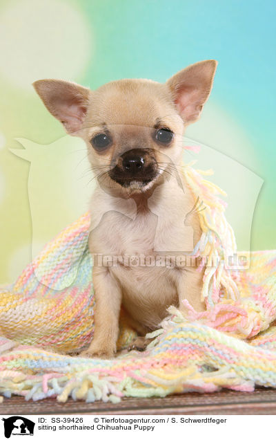 sitzender Kurzhaarchihuahua Welpe / sitting shorthaired Chihuahua Puppy / SS-39426
